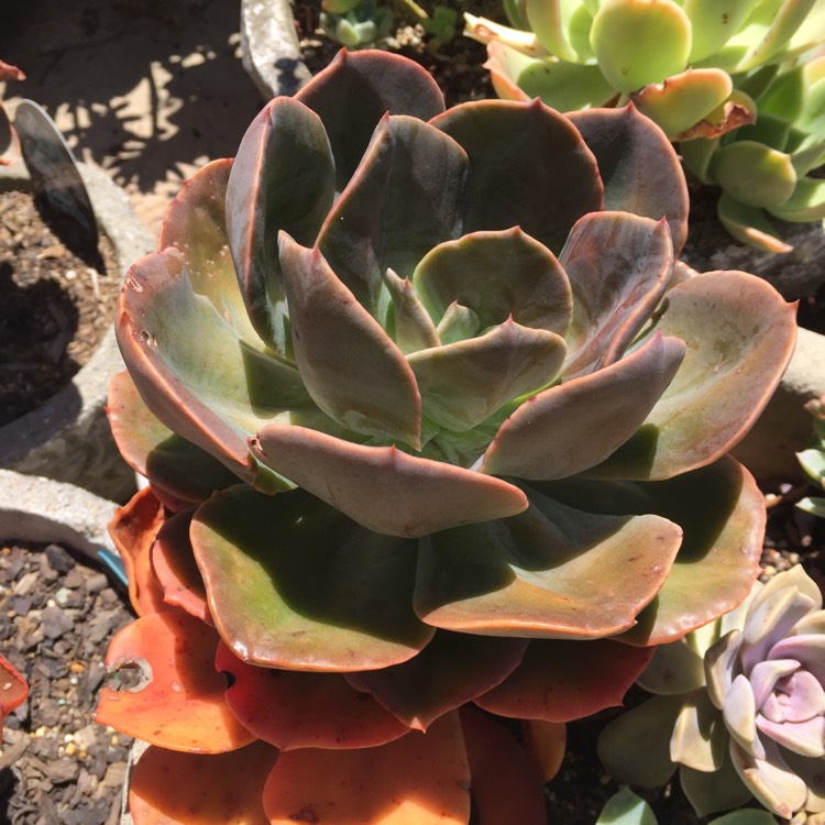 plant image 891834