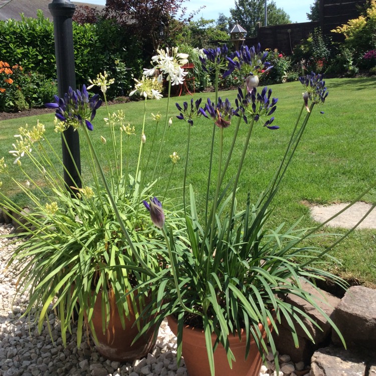 Plant image Agapanthus 'Stargazer'