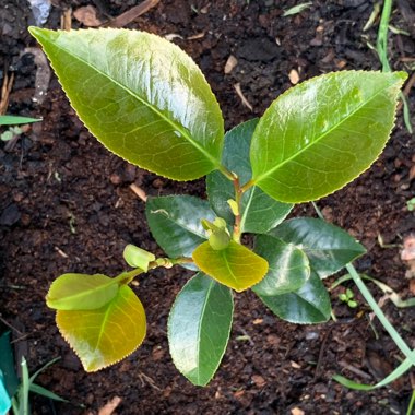 Camellia
