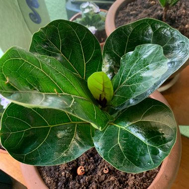 Ficus lyrata