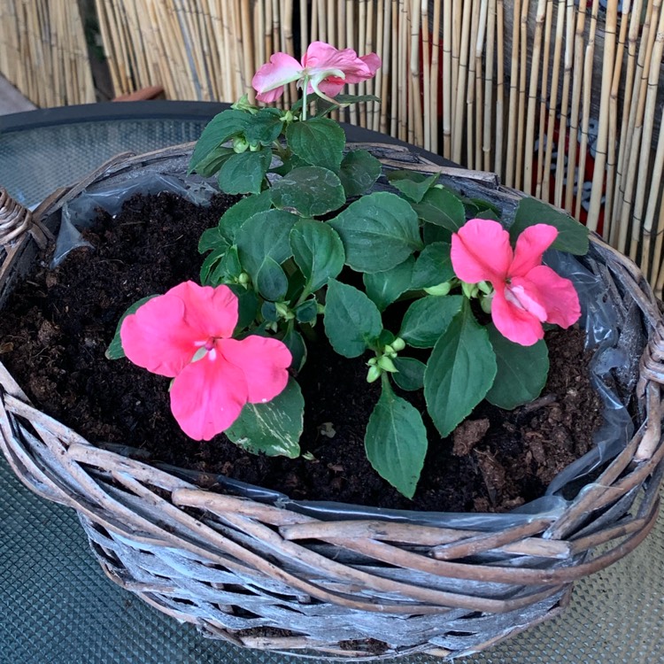 plant image 1066987