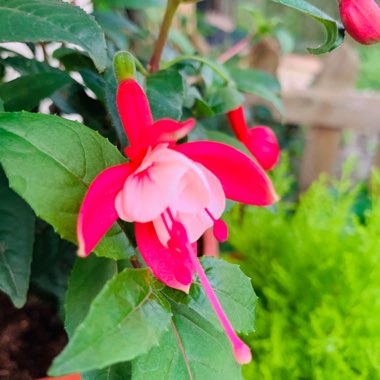Fuchsia 'Beauty Queen'