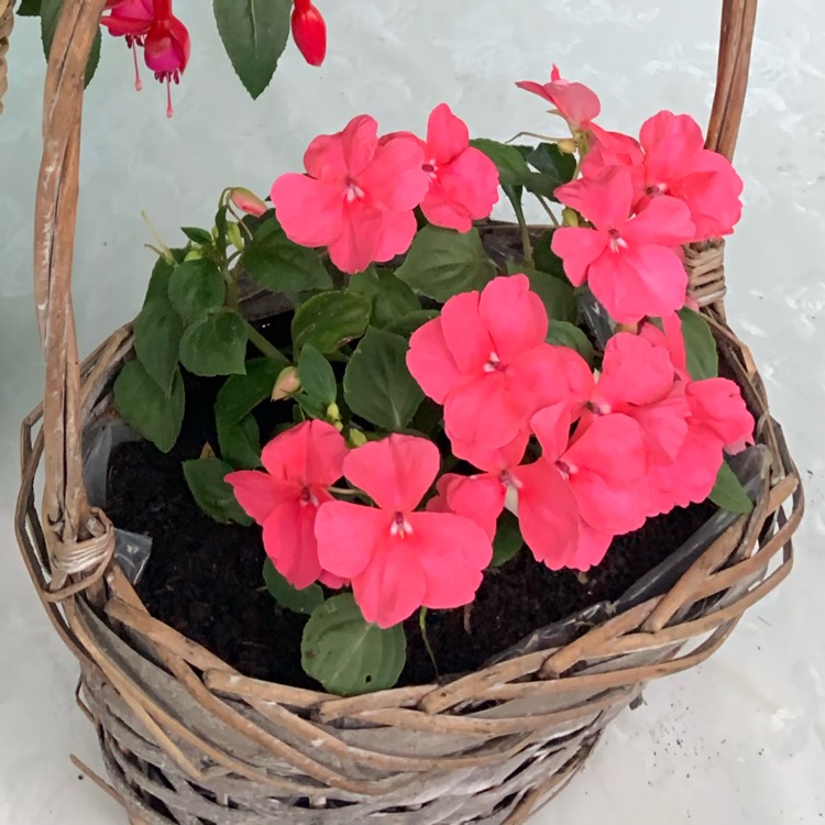 Plant image Impatiens walleriana