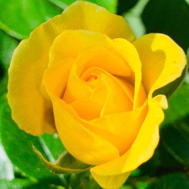 Rosa (Hybrid Tea)