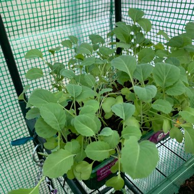 Brassica oleracea (Capitata Group)