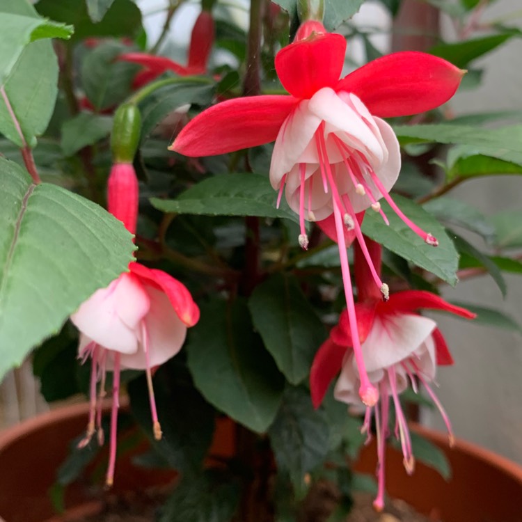 plant image 1092424