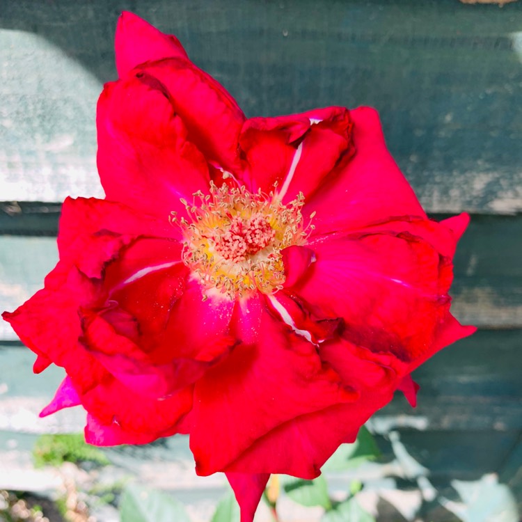 Plant image Rosa 'Frydandy' syn. Rosa 'Thinking Of You', Rosa 'Joyeux Anniversaire'