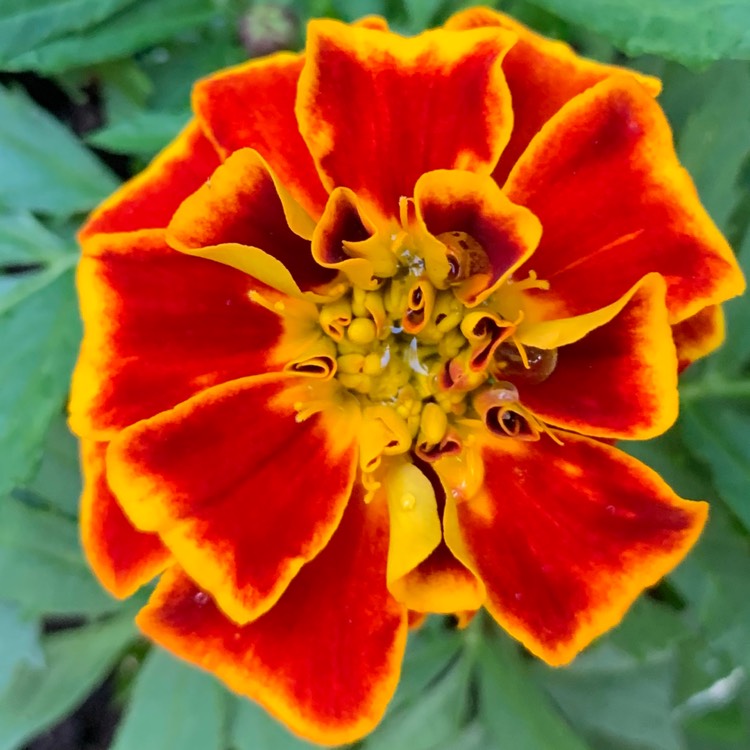 plant image 1100144