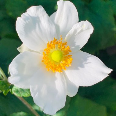 Anemone x hybrida 'Andrea Atkinson'