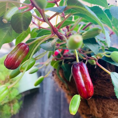 Fuchsia 'Voodoo'