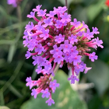 Verbena bonariensis 'Lollipop'