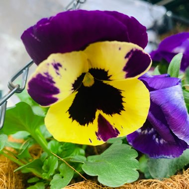 Viola x wittrockiana