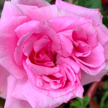 Rosa 'Zephirine Drouhin'