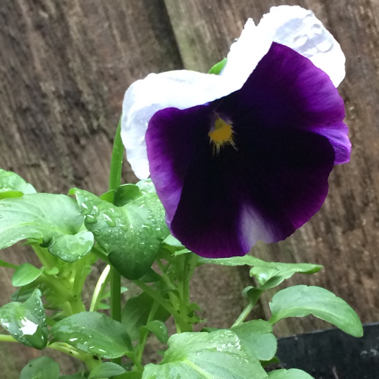 plant image 874618 plant image 874618