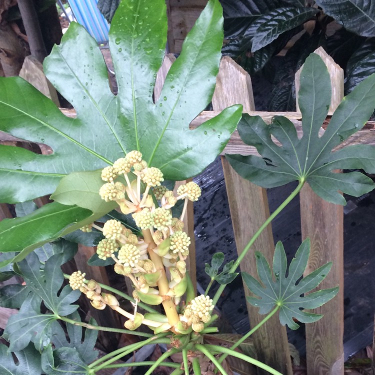 plant image 874703 plant image 874703
