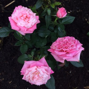 Rosa