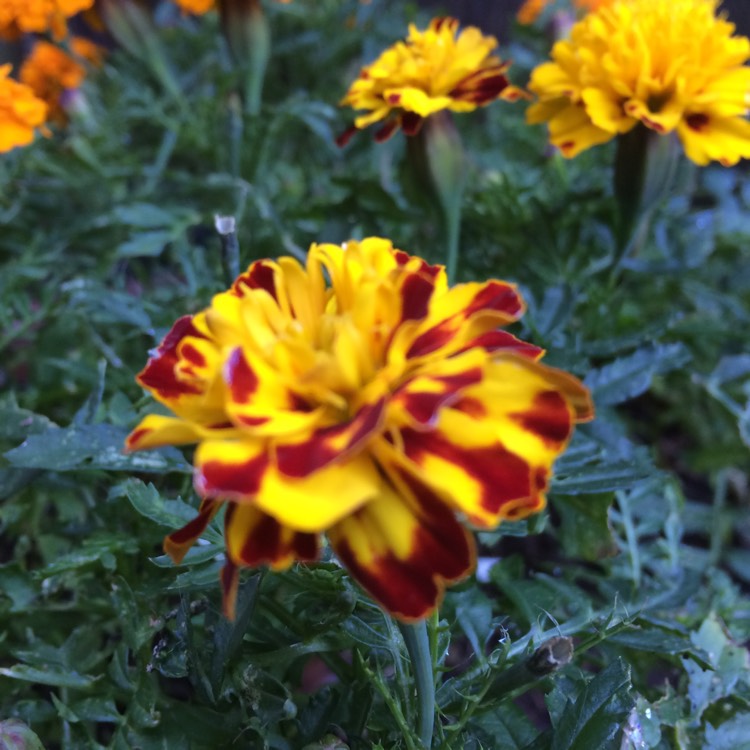 plant image 877897