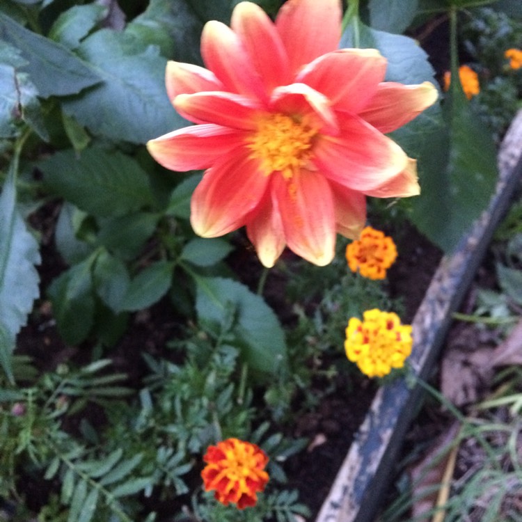 plant image 881150