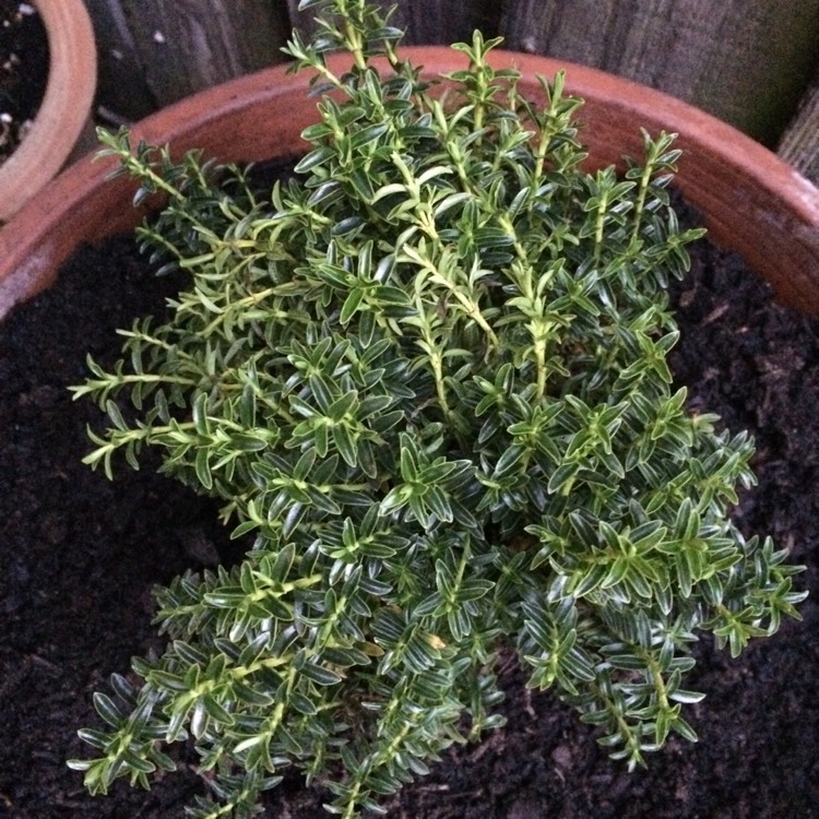 Plant image Hebe 'Emerald Green' syn. Hebe 'Green Globe'