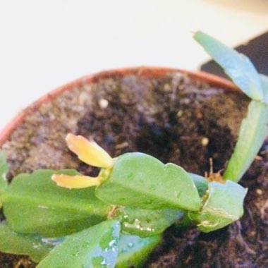 Schlumbergera truncata