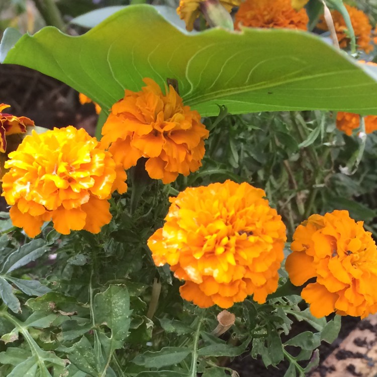 plant image 882806