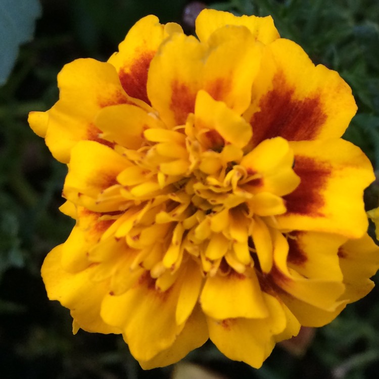 plant image 883348
