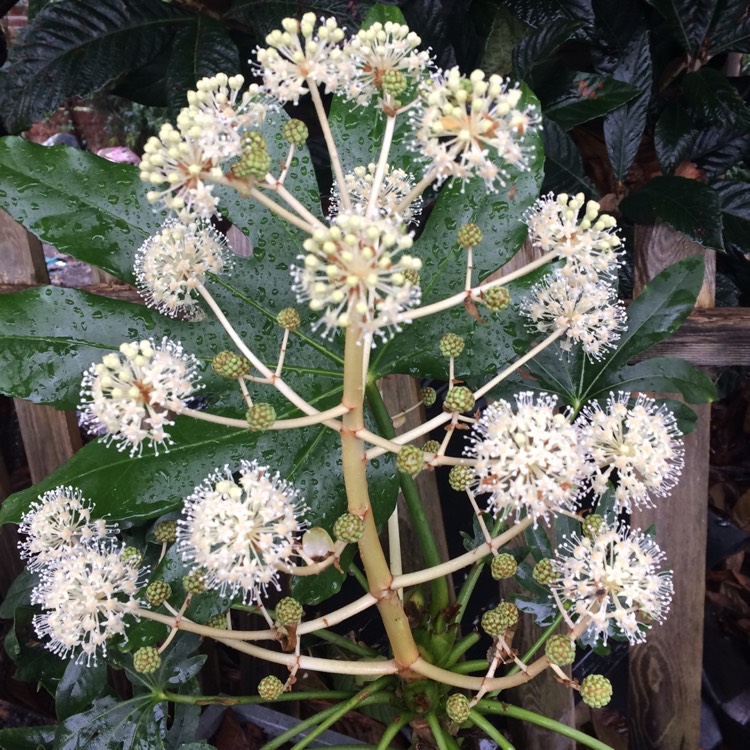 Plant image Fatsia japonica 'Spider's Web'