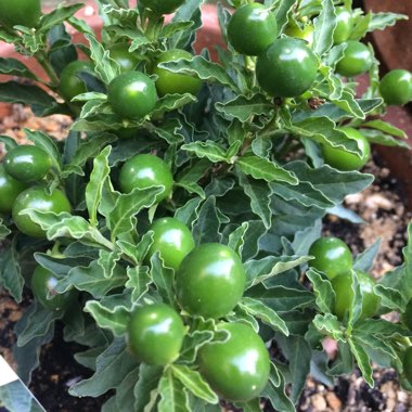 Solanum Capsicastrum