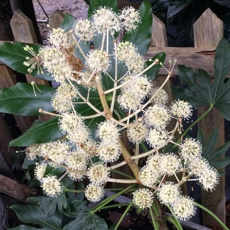 plant image 899874 plant image 899874