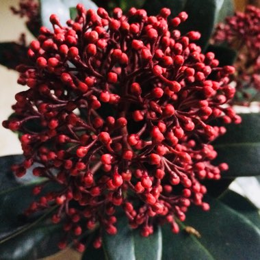 Skimmia japonica 'Rubella'