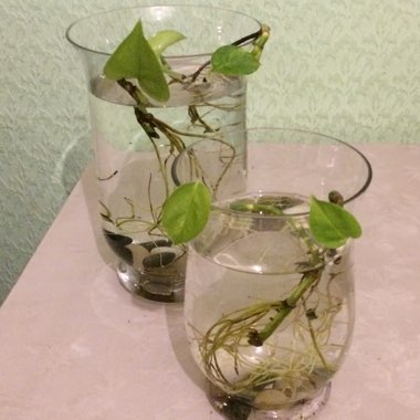 Epipremnum aureum 'Neon'