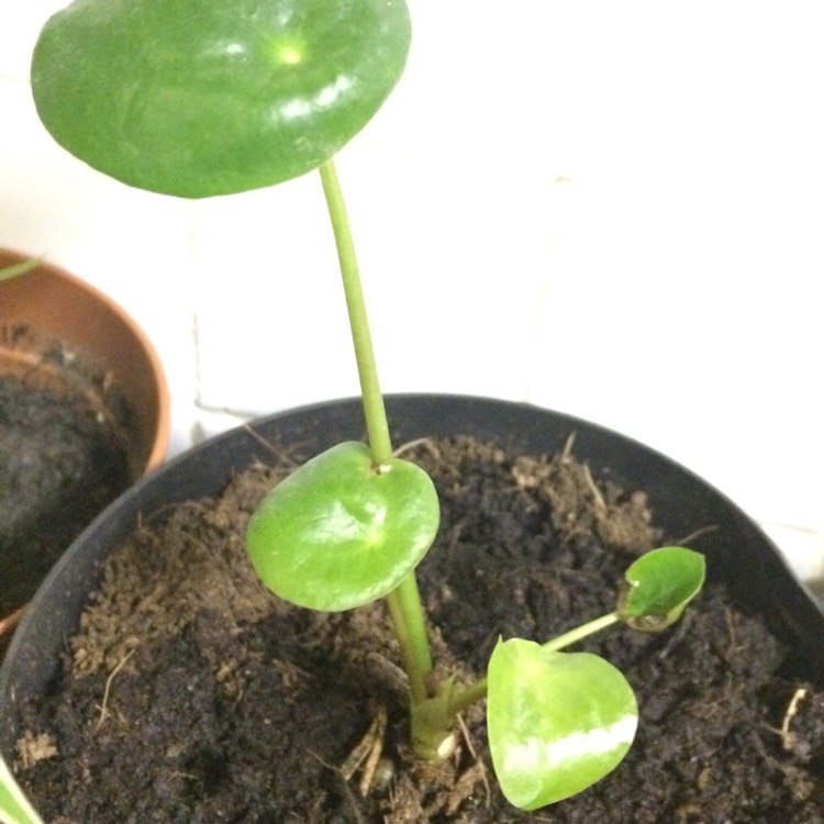 plant image 912527