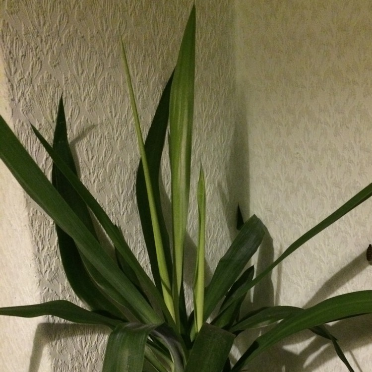 plant image 920069