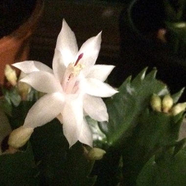 Schlumbergera truncata
