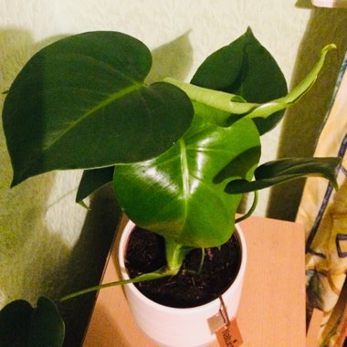 Monstera deliciosa