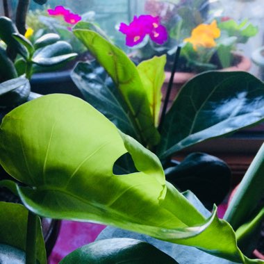 Monstera deliciosa