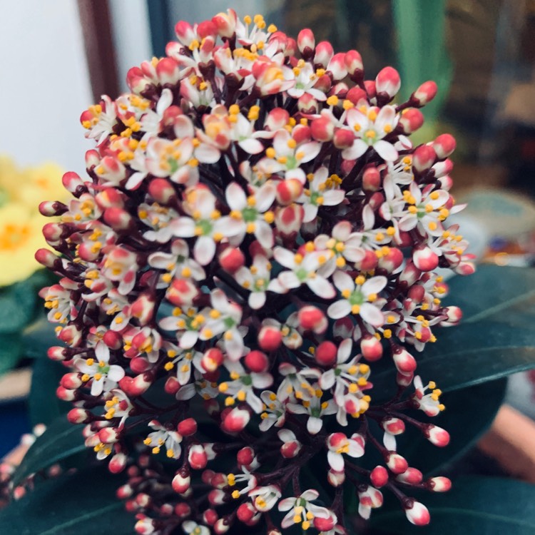 Plant image Skimmia japonica 'Rubella'