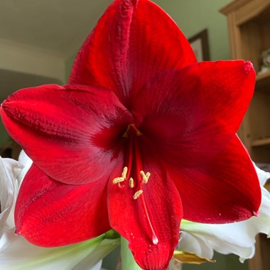 Hippeastrum