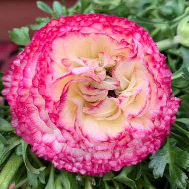 Ranunculus