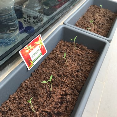 Solanum lycopersicum  syn. Lycopersicon lycopersicum