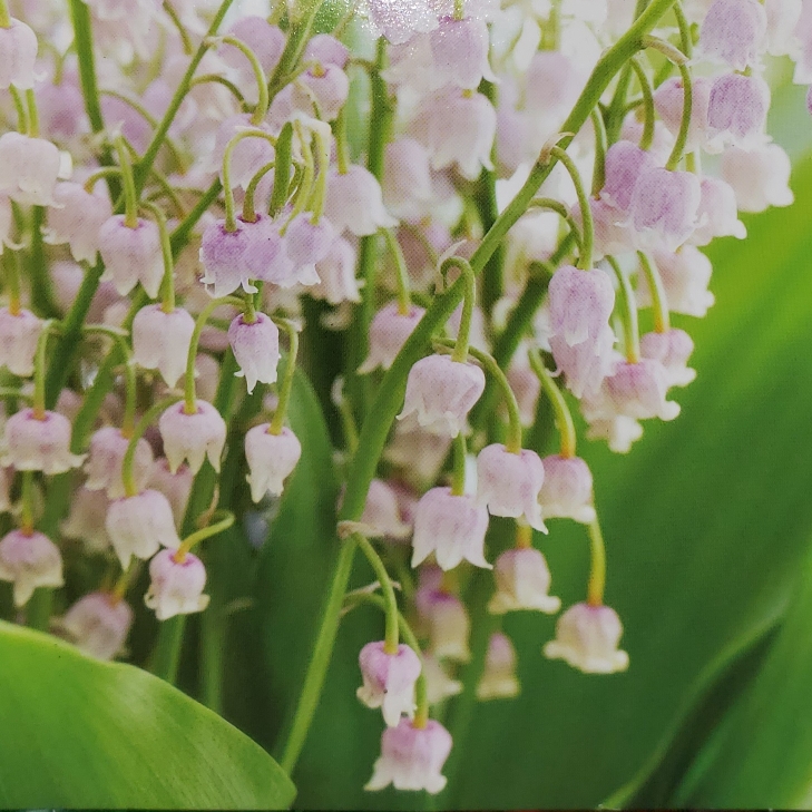 Plant image Convallaria majalis 'Rosea'