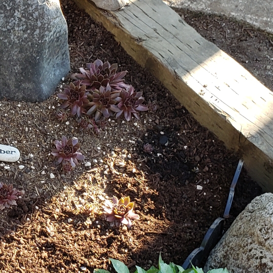 Plant image Sempervivum Chocolate Kiss