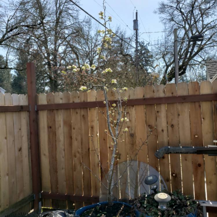 Plant image Pyrus communis 'Williams Bon Chretien' syn. Pyrus communis 'William'