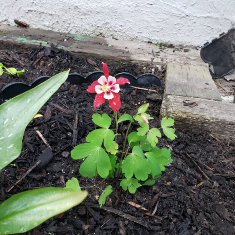 Plant image Aquilegia Caerulea 'Origami Red and White'