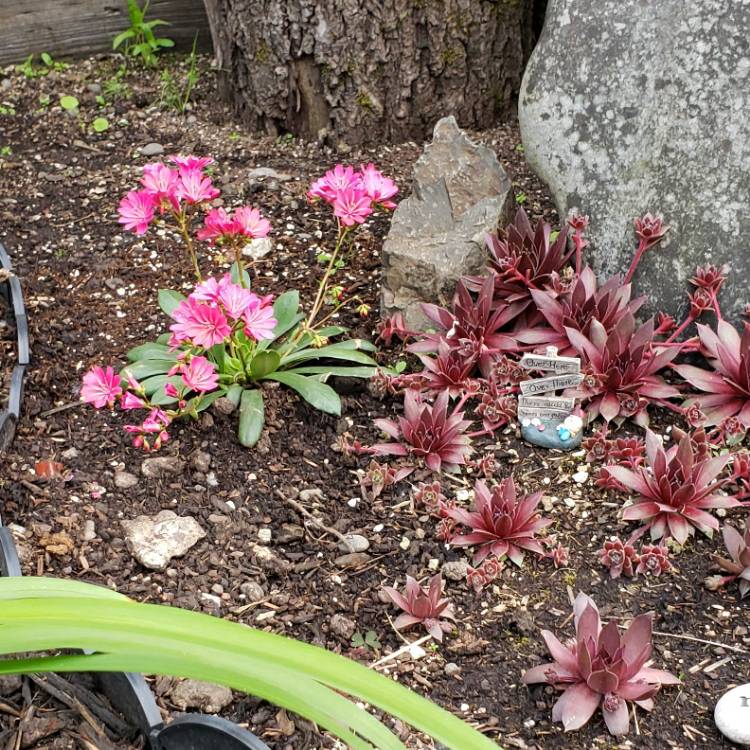 Plant image Lewisia cotyledon 'Safira Coral' (Safira Series)