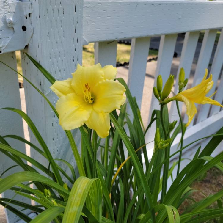 plant image 1499719