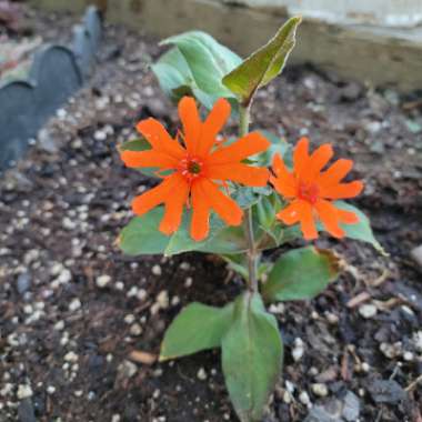 Lychnis x Haageana 