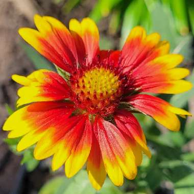 Gaillardia x grandiflora 'Arizona Sun' syn. Gaillardia 'Arizona Sun'