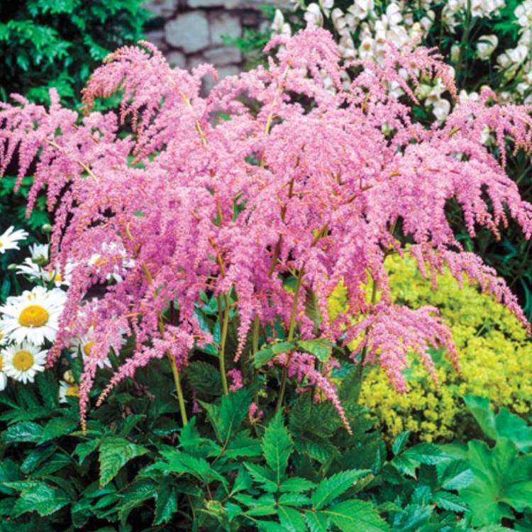 Plant image Astilbe 'Straussenfeder'