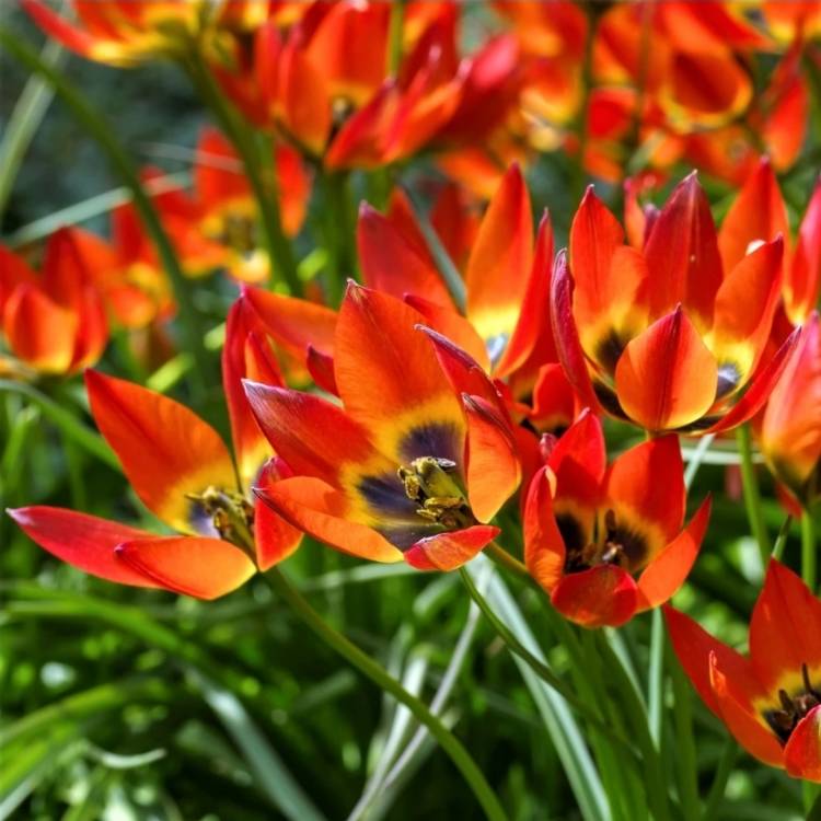 Plant image Tulipa 'Little Princess'